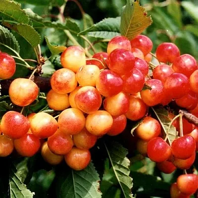 Черешня БЮТТНЕРА КРАСНАЯ в Ижевске