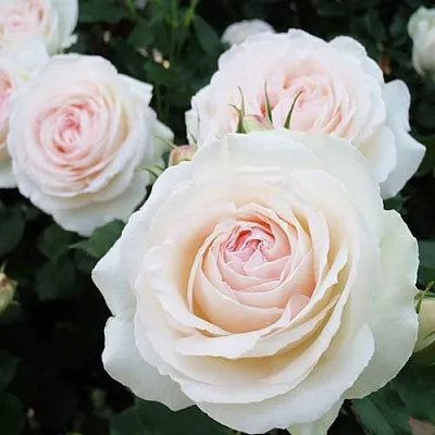 Саженцы роз ПАЛЕ РОЯЛЬ плетистая  Саженцы роз ПАЛЕ РОЯЛЬ плетистая в Ижевске