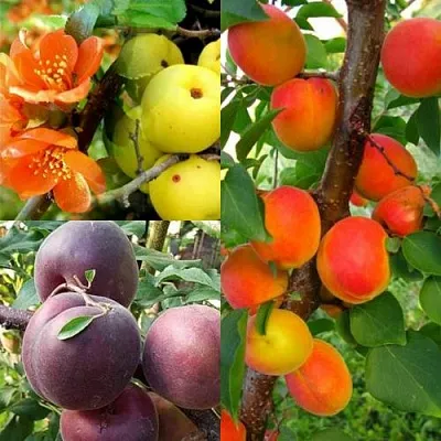 Комплект САД ДЛЯ ГУРМАНА в Ижевске