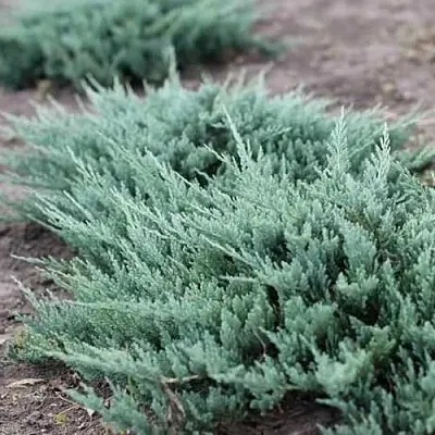 Можжевельник БЛЮ ЧИП горизонтальный в Ижевске