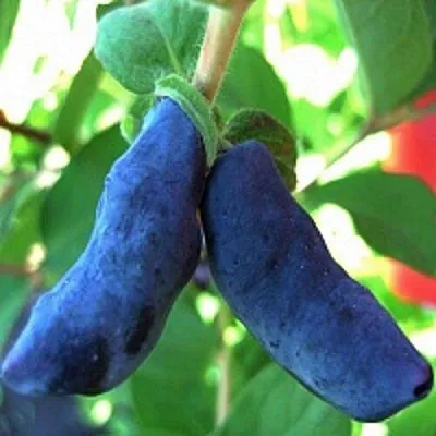 Жимолость съедобная БАКЧАРСКИЙ ВЕЛИКАН в Ижевске