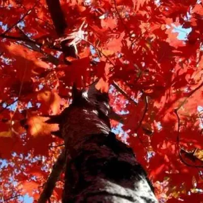 Дуб красный  — описание сорта Дуб красный  в Ижевске