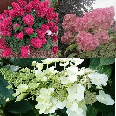 Комплект САД ЭМОЦИЙ в Ижевске