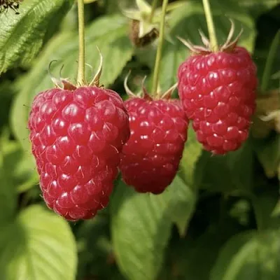 Малина МАПЕМА   Малина МАПЕМА  в Ижевске