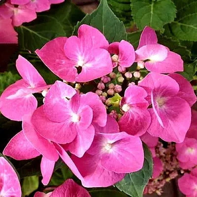 Гортензия ТАУБЕ крупнолистная  Гортензия ТАУБЕ крупнолистная в Ижевске