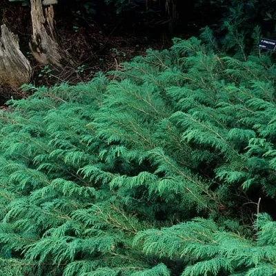 Микробиота в Ижевске
