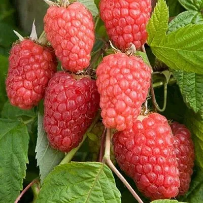 Малина КАСКАД ДЕЛАЙТ  Малина КАСКАД ДЕЛАЙТ в Ижевске