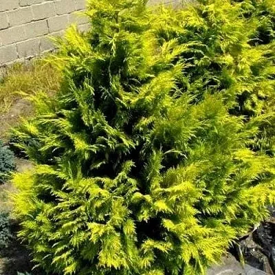 Кипарисовик ГОЛДЕН ВОНДЕР лавсона  Кипарисовик ГОЛДЕН ВОНДЕР лавсона в Ижевске