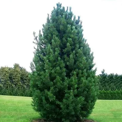 Сосна кедровая   Сосна кедровая  в Ижевске