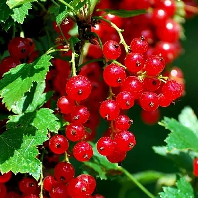 Смородина красная НЕНАГЛЯДНАЯ в Ижевске