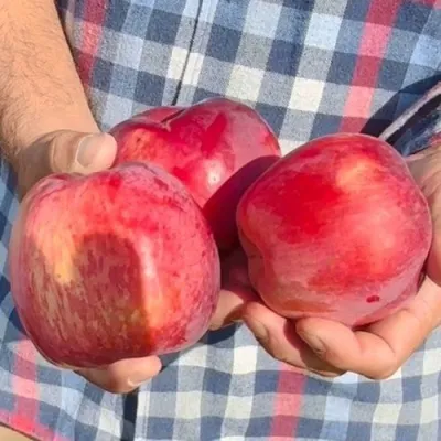 Яблоня ПАМЯТЬ КОВАЛЕНКО в Ижевске