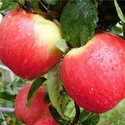 Яблоня ЖЕНЕВА (ЖЕНЕВА ЭРЛИ)  Яблоня ЖЕНЕВА (ЖЕНЕВА ЭРЛИ) в Ижевске