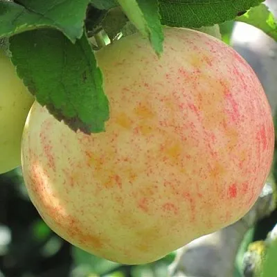 Яблоня ЛЕТНЕЕ СЛАДКОЕ  Яблоня ЛЕТНЕЕ СЛАДКОЕ в Ижевске