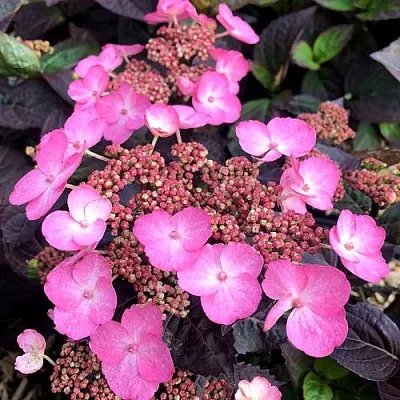 Гортензия ДАРЕДЕВИЛ пильчатая  Гортензия ДАРЕДЕВИЛ пильчатая в Ижевске