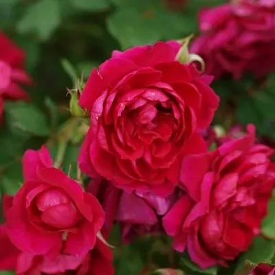 Саженцы роз КВАДРА плетистая  Саженцы роз КВАДРА плетистая в Ижевске