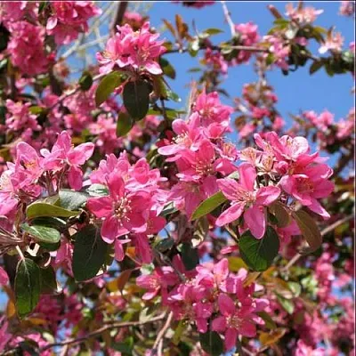 Яблоня ХЕЛЕНА декоративная  Яблоня ХЕЛЕНА декоративная в Ижевске