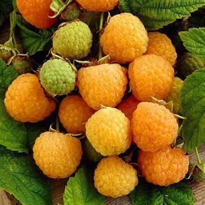 Саженцы малины Жёлтый гигант Саженцы малины Жёлтый гигант