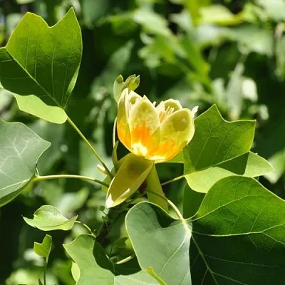 ЛИРИОДЕНДРОН тюльпанный  ЛИРИОДЕНДРОН тюльпанный в Ижевске