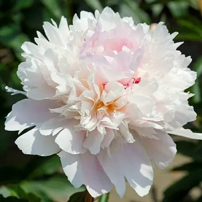 Пион АЛЕРТИ травянистый  Пион АЛЕРТИ травянистый в Ижевске