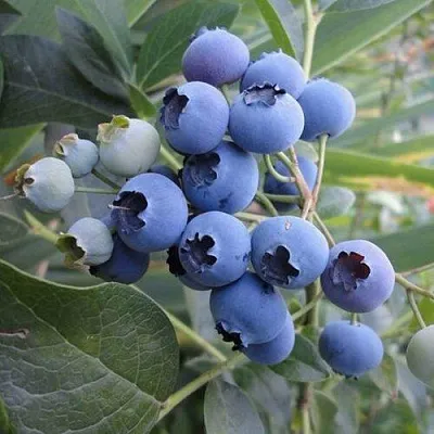 Голубика ЛЕГАЦИЯ  Голубика ЛЕГАЦИЯ в Ижевске