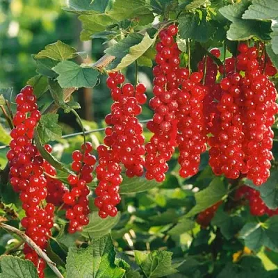 Смородина красная РУДНЕУС в Ижевске