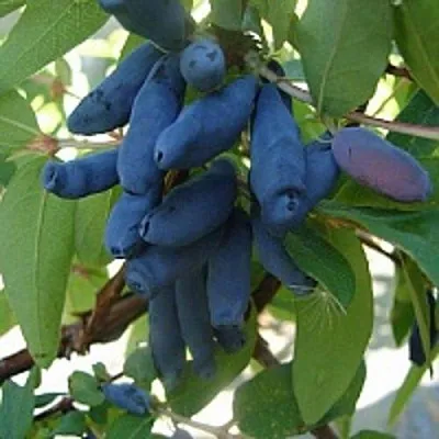 Жимолость съедобная ГОРДОСТЬ БАКЧАРА в Ижевске