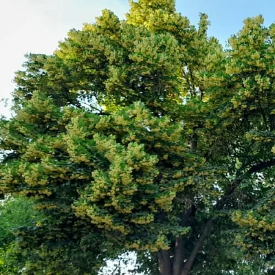 Липа в Ижевске