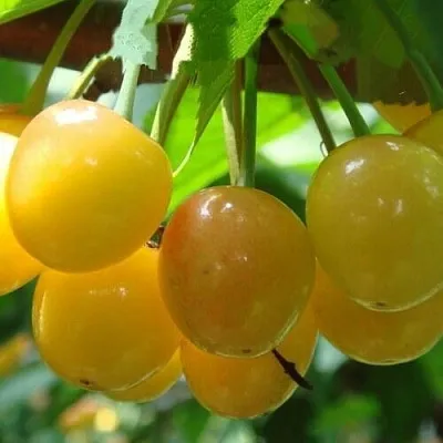 Черешня ЯНТАРНАЯ в Ижевске