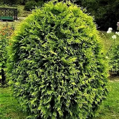 Туя ТИП ТОП западная  Туя ТИП ТОП западная в Ижевске