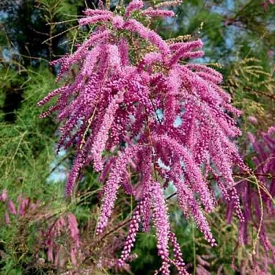 Тамарикс ПИНК КАСКАД в Ижевске