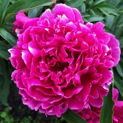 Пион КАРЛ РОЗЕНФЕЛЬД травянистый  Пион КАРЛ РОЗЕНФЕЛЬД травянистый в Ижевске