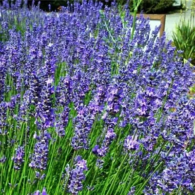 Лаванда ФЕНОМЕНАЛ узколистная  Лаванда ФЕНОМЕНАЛ узколистная в Ижевске