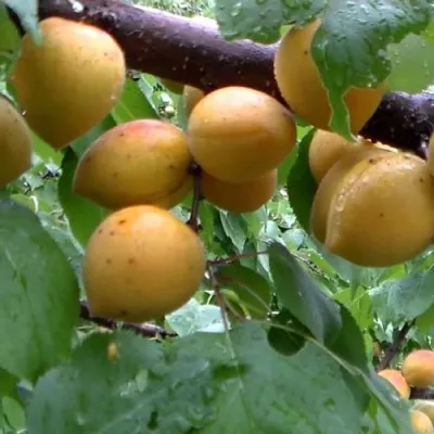 Абрикос МАНИТОБА — описание сорта Абрикос МАНИТОБА в Ижевске