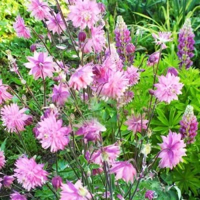 Аквилегия БАРЛОУ ПИНК гибрид МакКаны — описание сорта Аквилегия БАРЛОУ ПИНК гибрид МакКаны в Ижевске