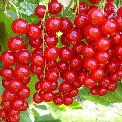 Смородина красная ФЕРТОДИ в Ижевске