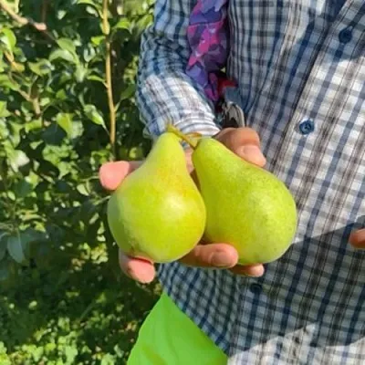 Груша ЗАРЕЧНАЯ КОМПАКТНАЯ  Груша ЗАРЕЧНАЯ КОМПАКТНАЯ в Ижевске