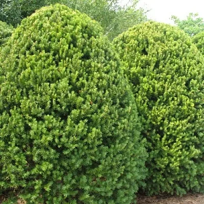 Тис в Ижевске