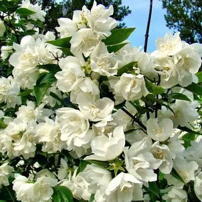 Жасмин ДЕНИСКИНЫ РАССКАЗЫ  Жасмин ДЕНИСКИНЫ РАССКАЗЫ в Ижевске