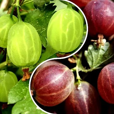 Комплект СКАЗКА в Ижевске