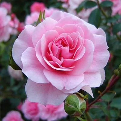 Саженцы роз БОНИКА флорибунда  Саженцы роз БОНИКА флорибунда в Ижевске