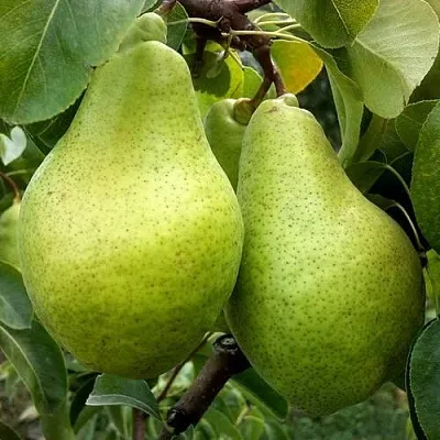 Груша НОЯБРЬСКАЯ ЗИМНЯЯ  Груша НОЯБРЬСКАЯ ЗИМНЯЯ в Ижевске