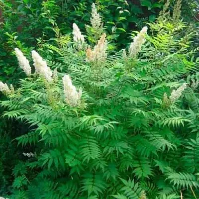 Рябинник рябинолистный СЭМ  Рябинник рябинолистный СЭМ в Ижевске