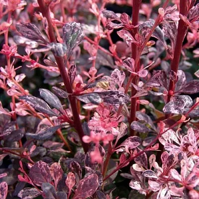 Барбарис АРЛЕКИН тунберга в Ижевске