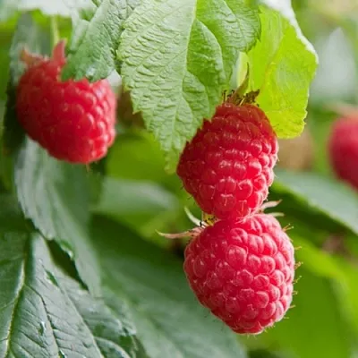 Малина МАРАВИЛЛА  Малина МАРАВИЛЛА в Ижевске