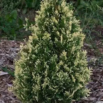 Туя БРАБАНТ ВАРИЕГАТТА западная в Ижевске