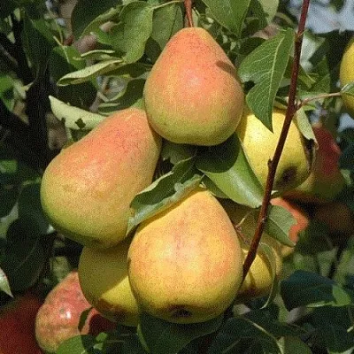 Груша СЕВЕРЯНКА  Груша СЕВЕРЯНКА в Ижевске