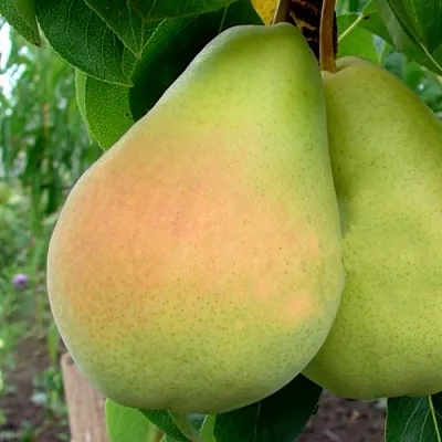 Груша ВИКТОРИЯ  Груша ВИКТОРИЯ в Ижевске