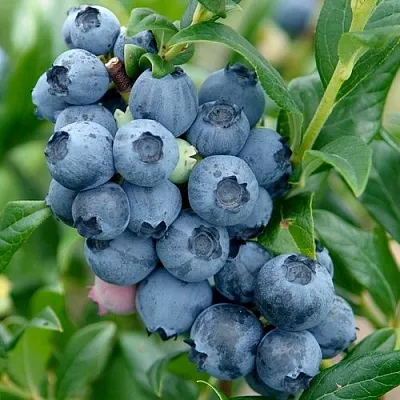 Голубика ХАРДИБЛЮ  Голубика ХАРДИБЛЮ в Ижевске