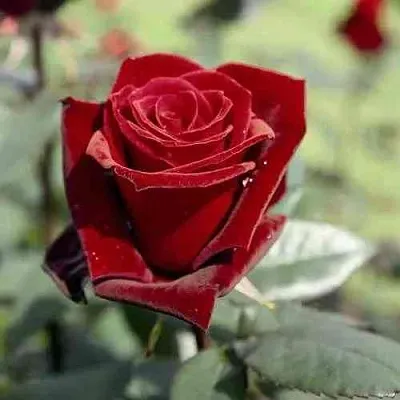 Саженцы роз ТАБУ чайно-гибридная в Ижевске