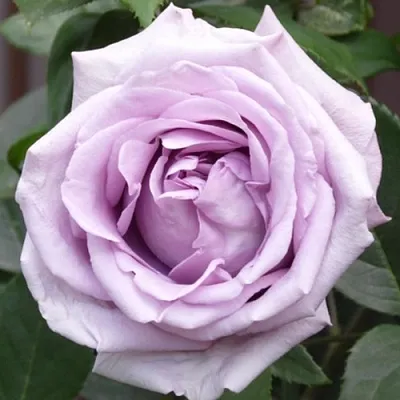 Саженцы роз ИНДИГОЛЕТТА плетистая  Саженцы роз ИНДИГОЛЕТТА плетистая в Ижевске